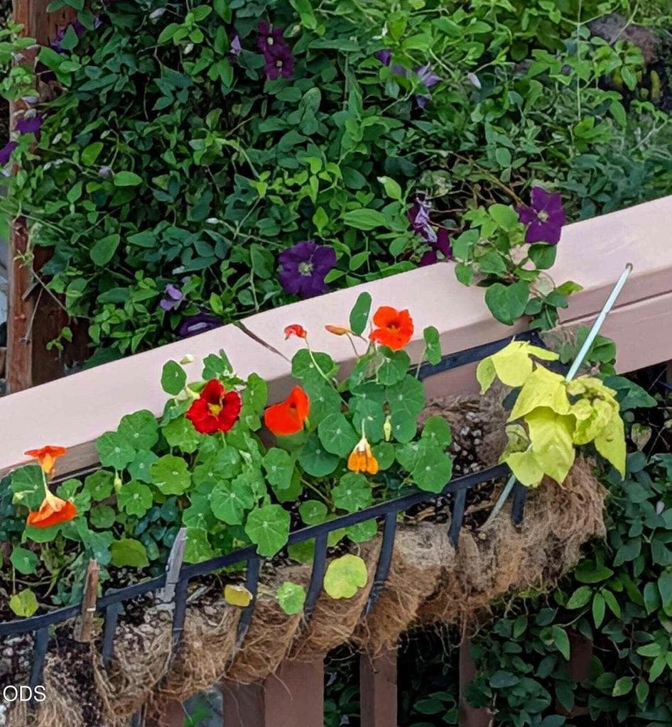 Beautiful flowers