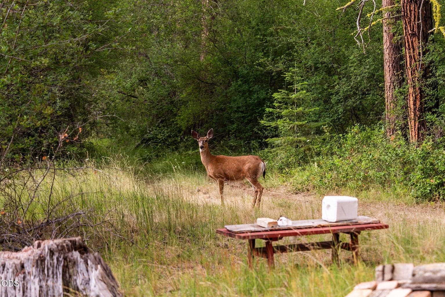 Deer Outside Cabin.