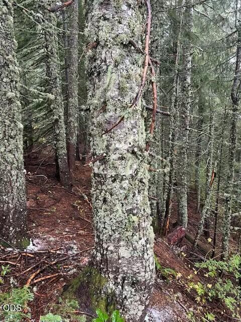 Photo of 0 Forest Road 2820 4 of 14