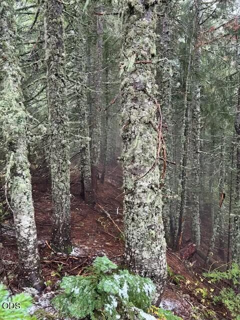 Photo of 0 Forest Road 2820 5 of 14