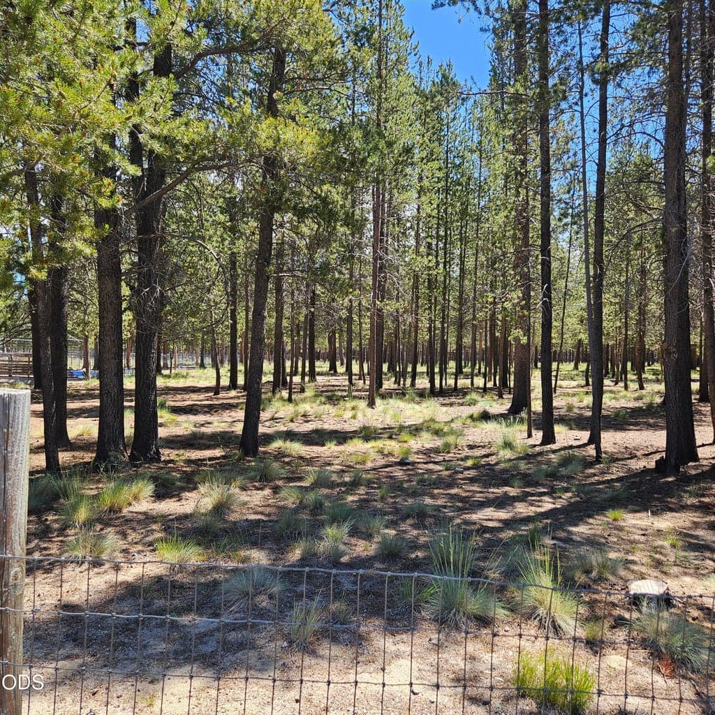Level building lot with beautiful pine trees
