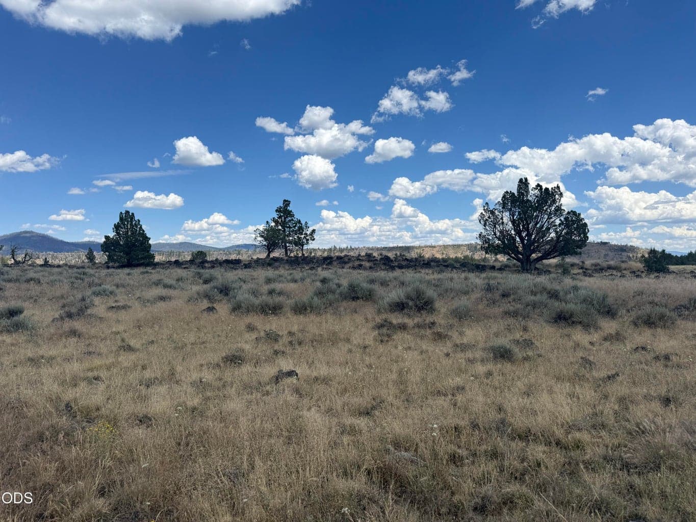 Photo of 2000 oregon pines 5 of 14