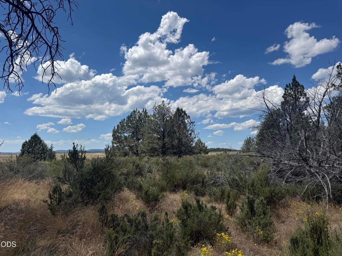 Photo of 2000 oregon pines 1 of 14