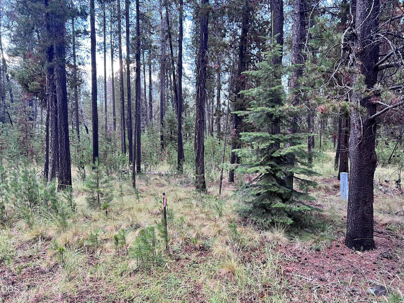 Wonderfully treed lot for serenity and enjoyment