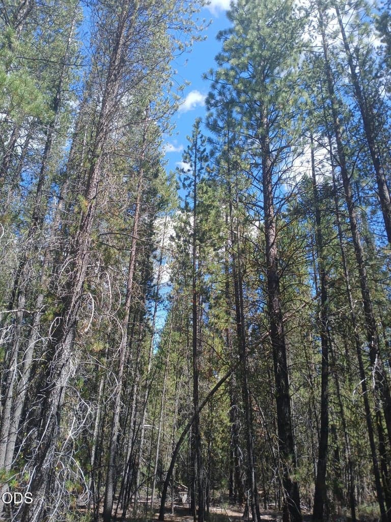 Photo of 0 Schoonover 5 Road 2 of 17