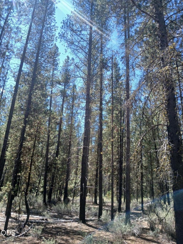 Photo of 0 Schoonover 5 Road 3 of 17