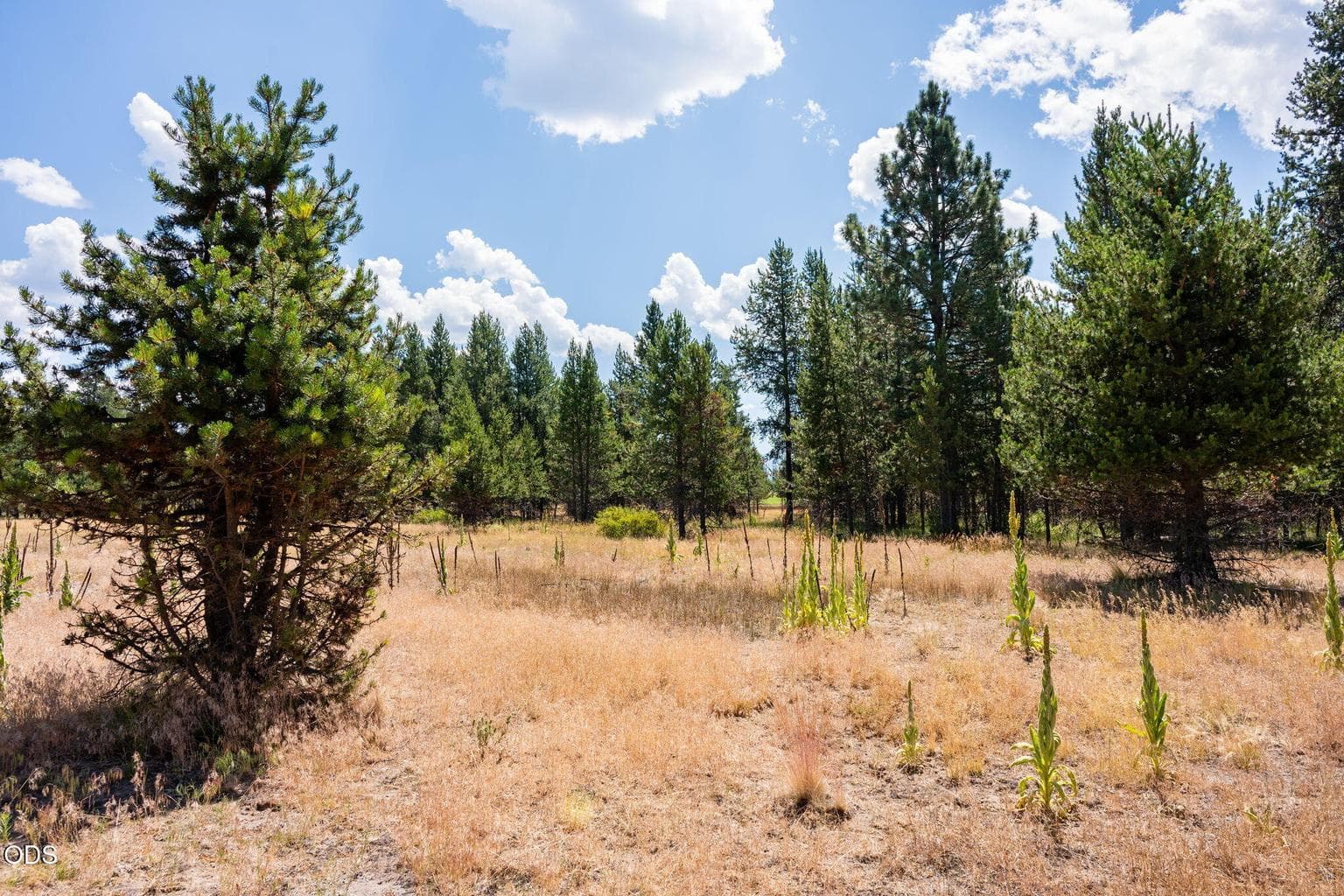 Photo of 56835 Nest Pine Drive 9 of 33