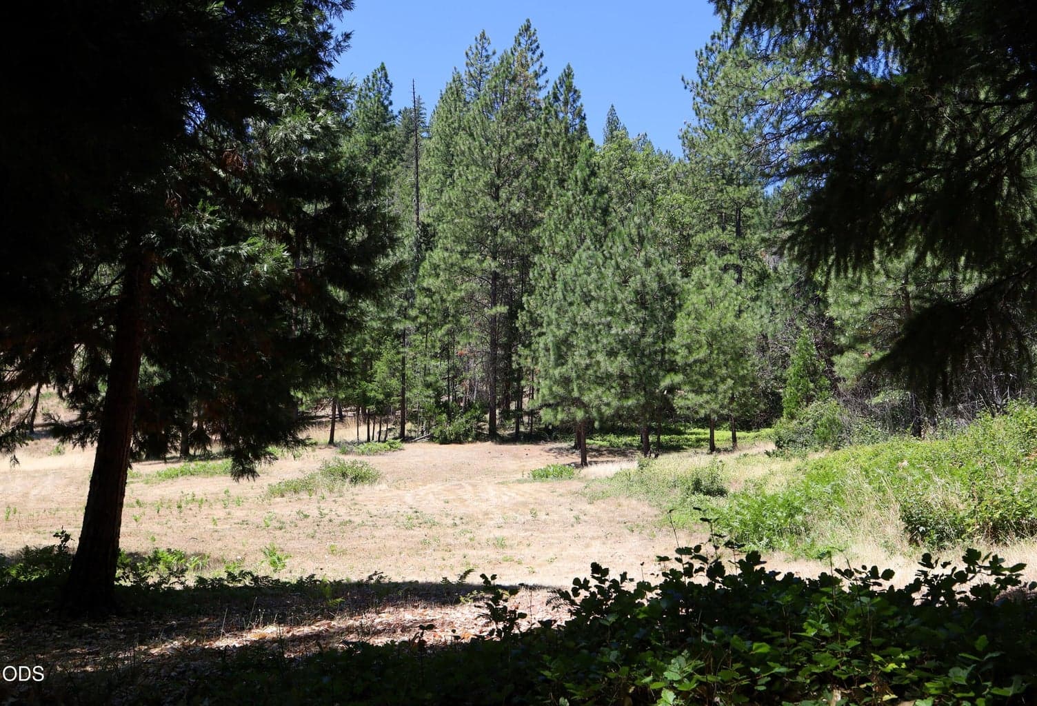 View looking West pad beyond trees.