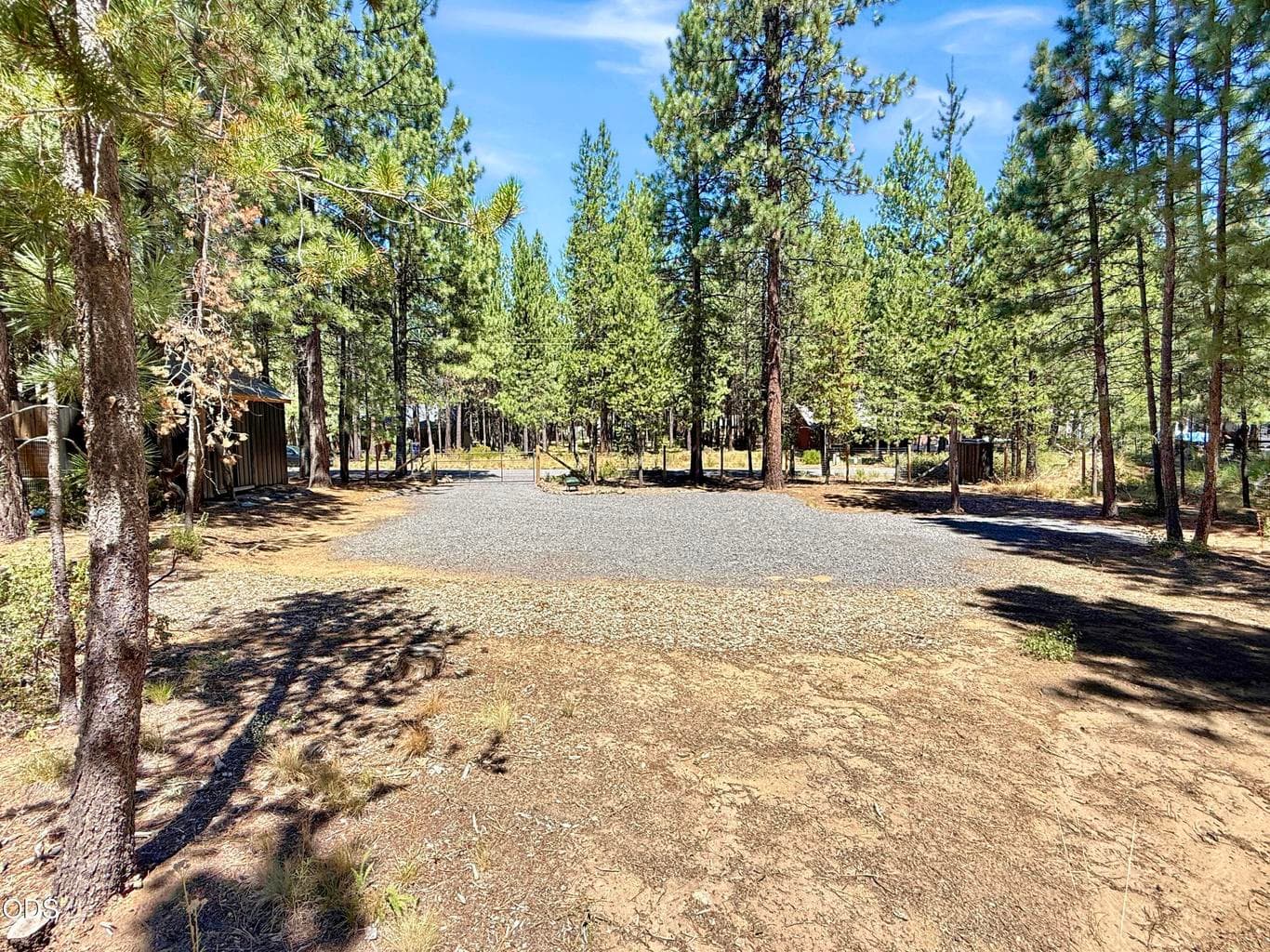 Open envelope framed by towering ponderosa pines.