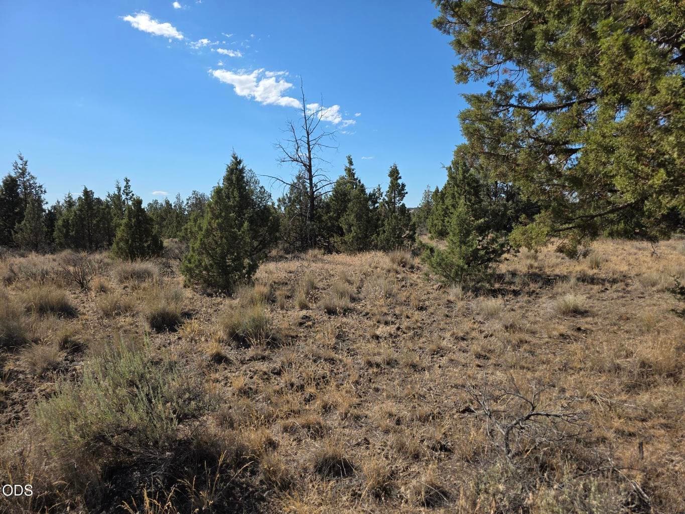 Photo of Cayuse Road 5 of 5