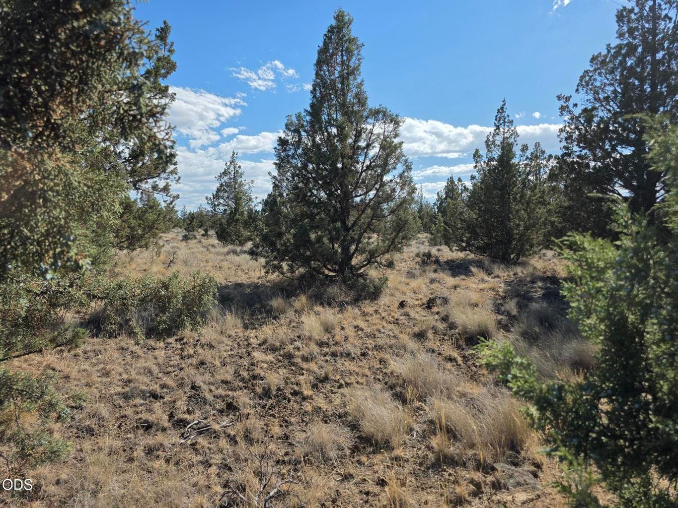 Photo of Cayuse Road 5 of 8