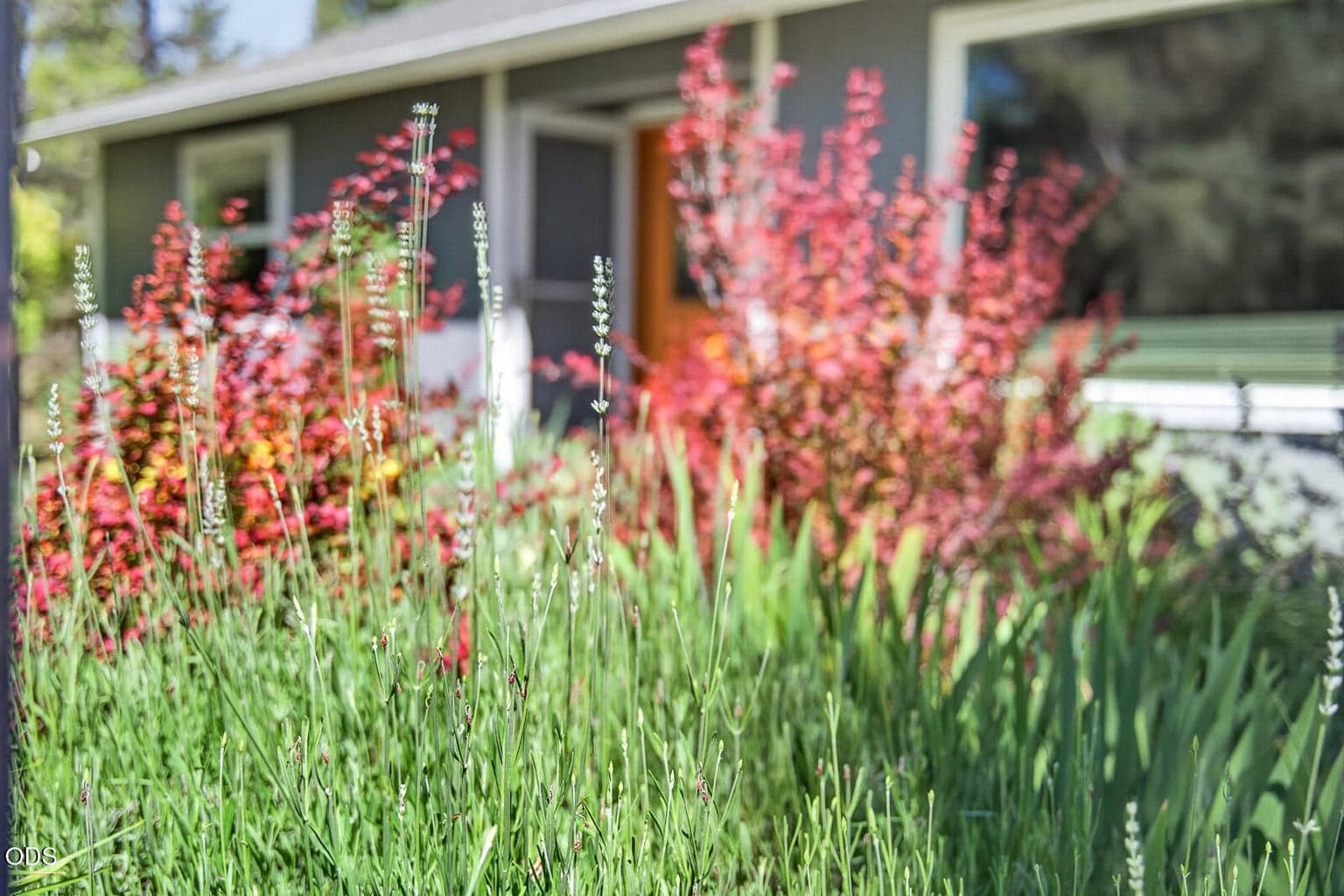 Garden thoughtfully curated to have color blooming throughout the season