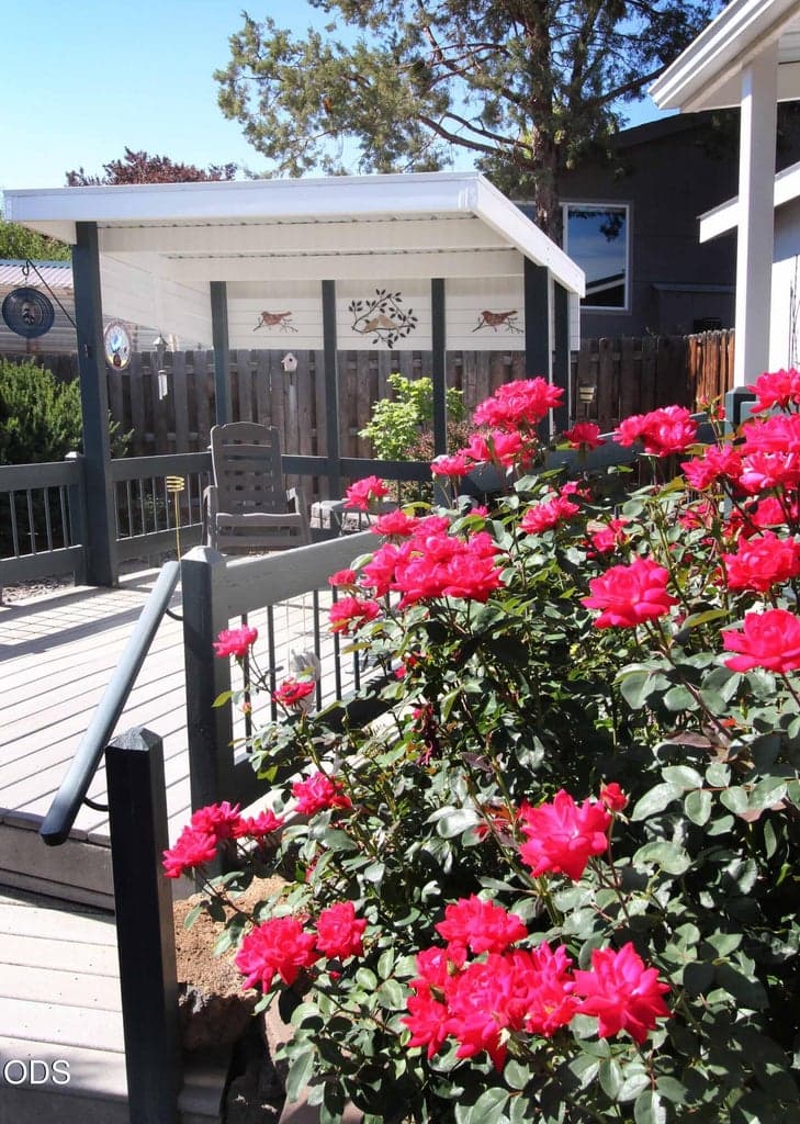 Beautiful Roses & view of back yard deck.