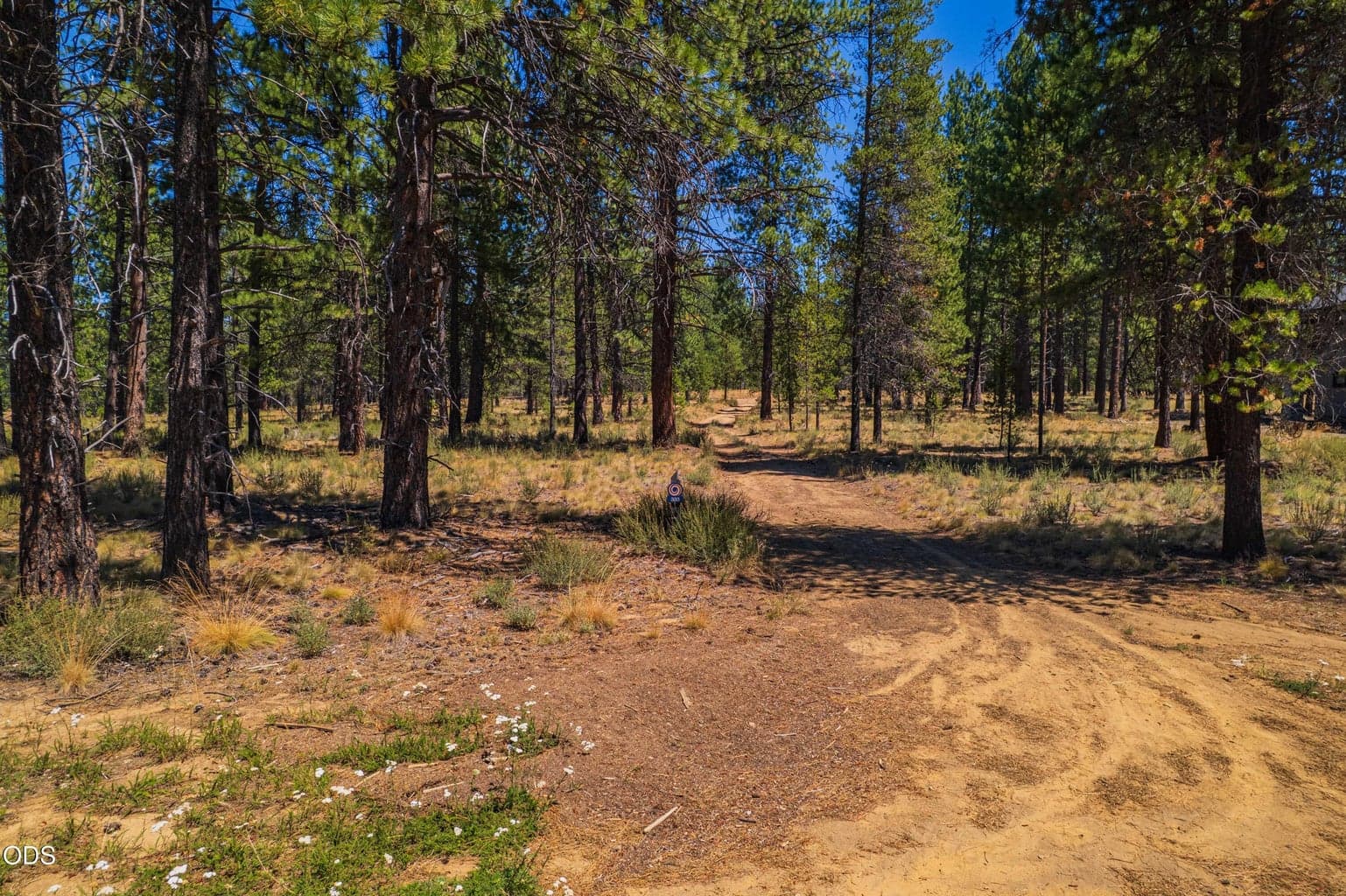 A broad street-level view reveals the open character of the homesite, established pines and an inviting natural approach into the property.