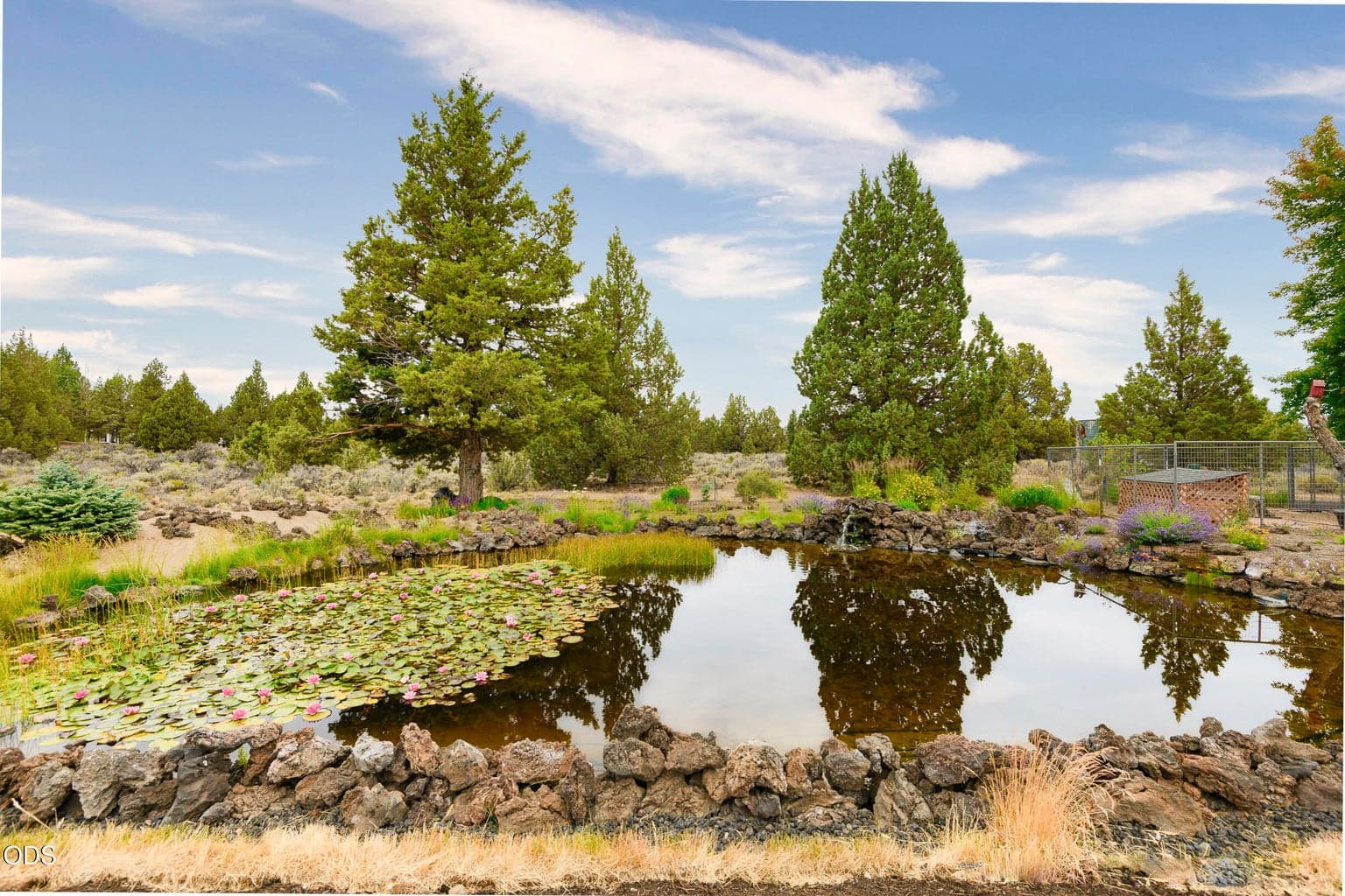 Beautiful pond in front yard