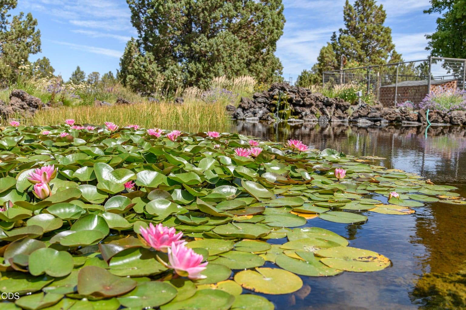 Pond in front yard