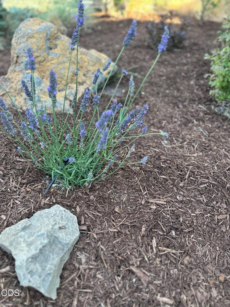 Lavender and other beautiful plants are just outside the office window.