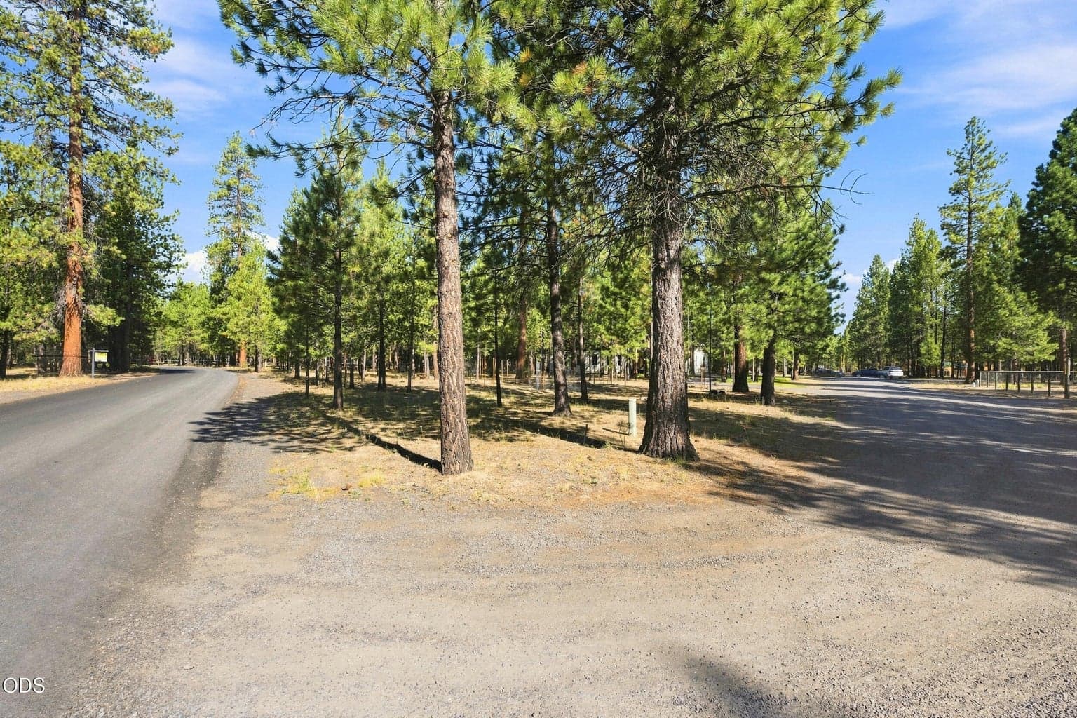 Photo of 52073 White Fir 49 of 64