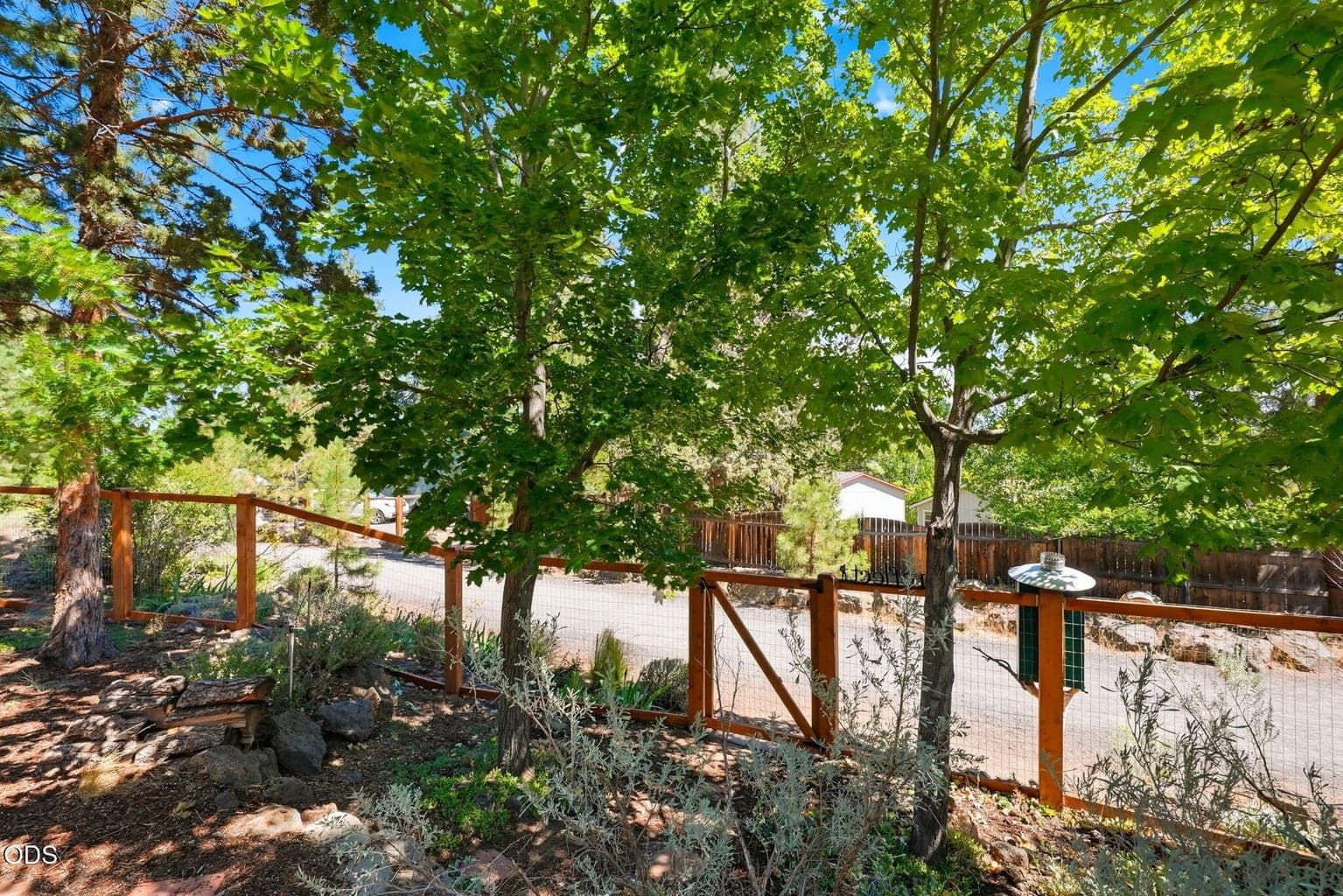 Larkspur trail access in backyard