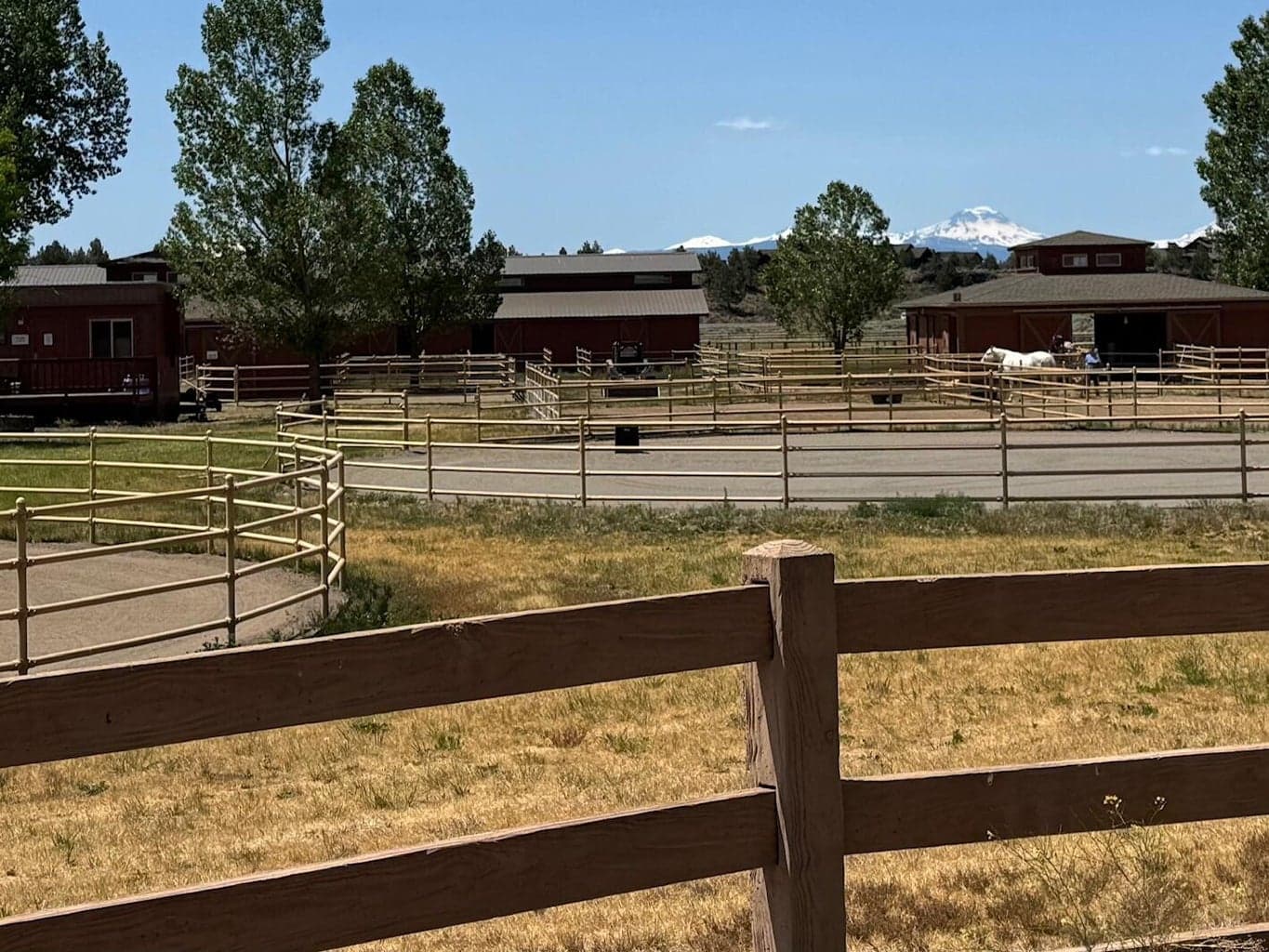 Beautiful mountain views from the paddocks~