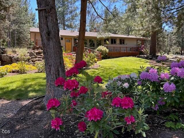 More in bloom photos