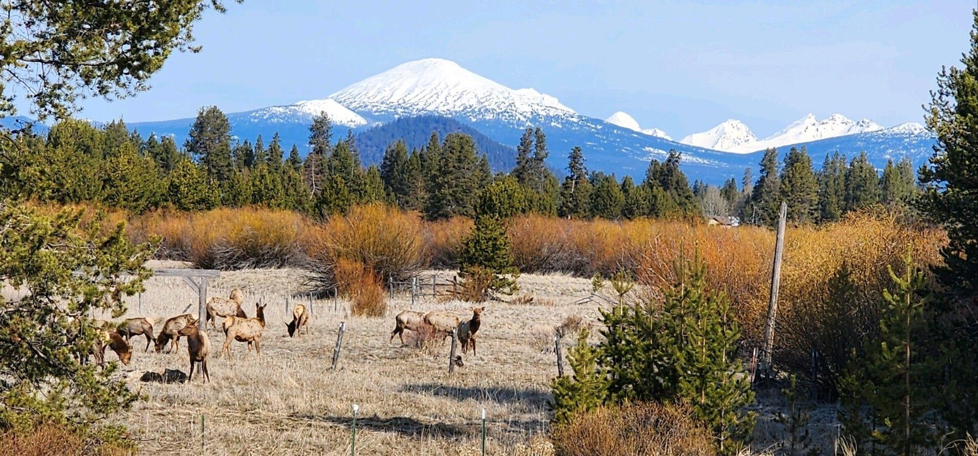 Elk come into the viewing field that is seen from back deck
