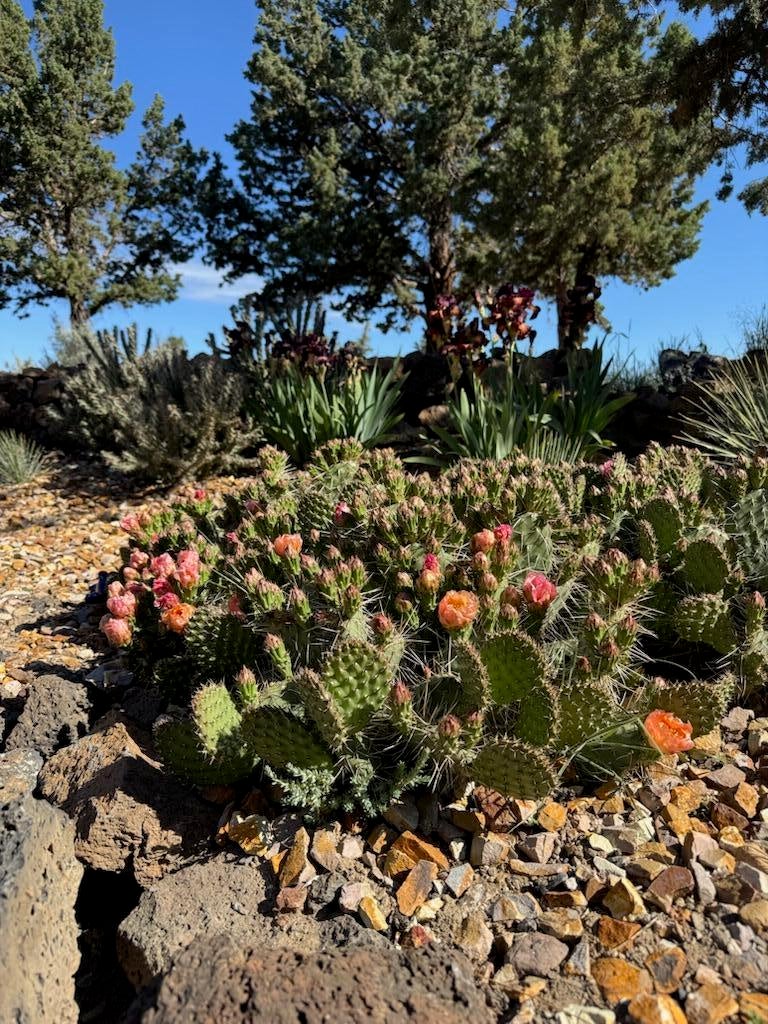 cactus garden