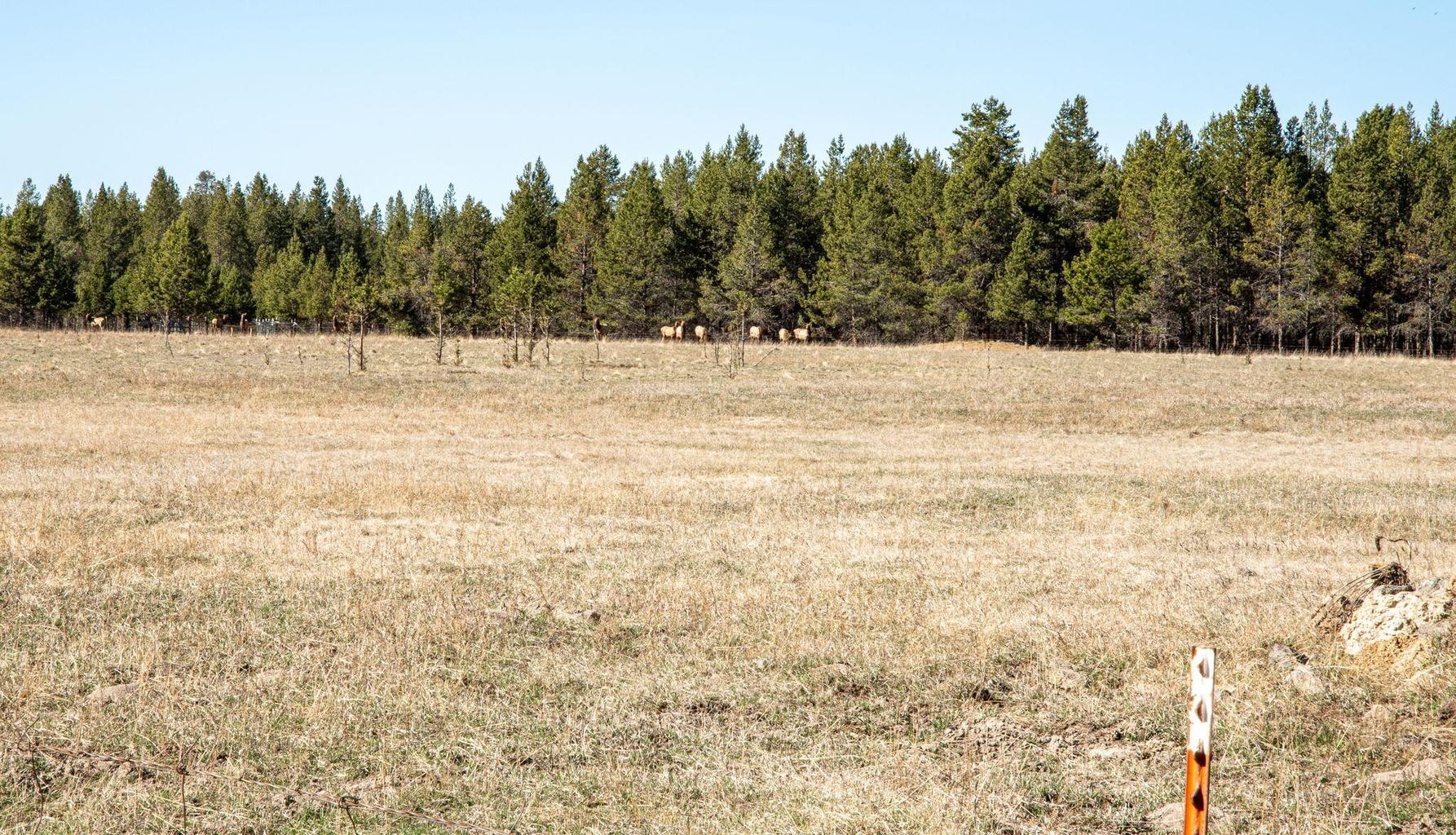 Local Elk herd hanging out in the field behind lot 12.