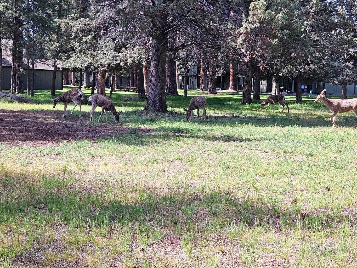 local wildlife