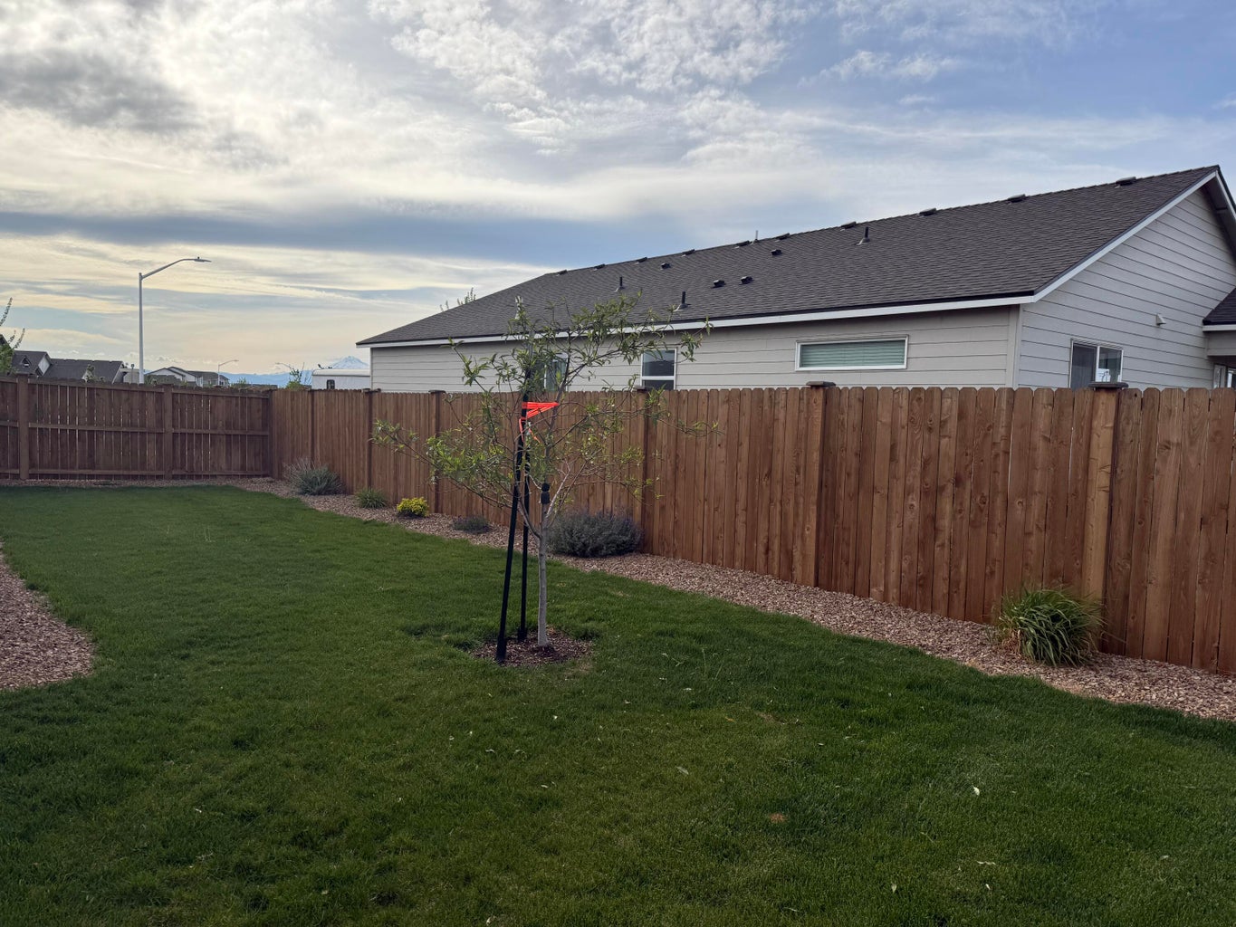 Landscaped back yard