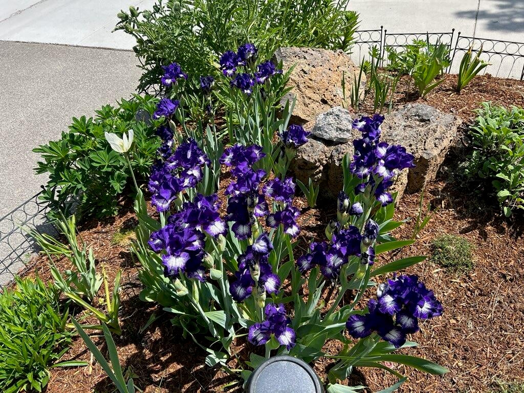 Perennial gardens.