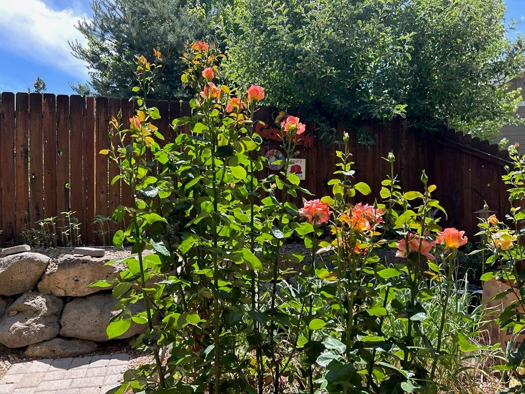 Mature Rose Gardens.