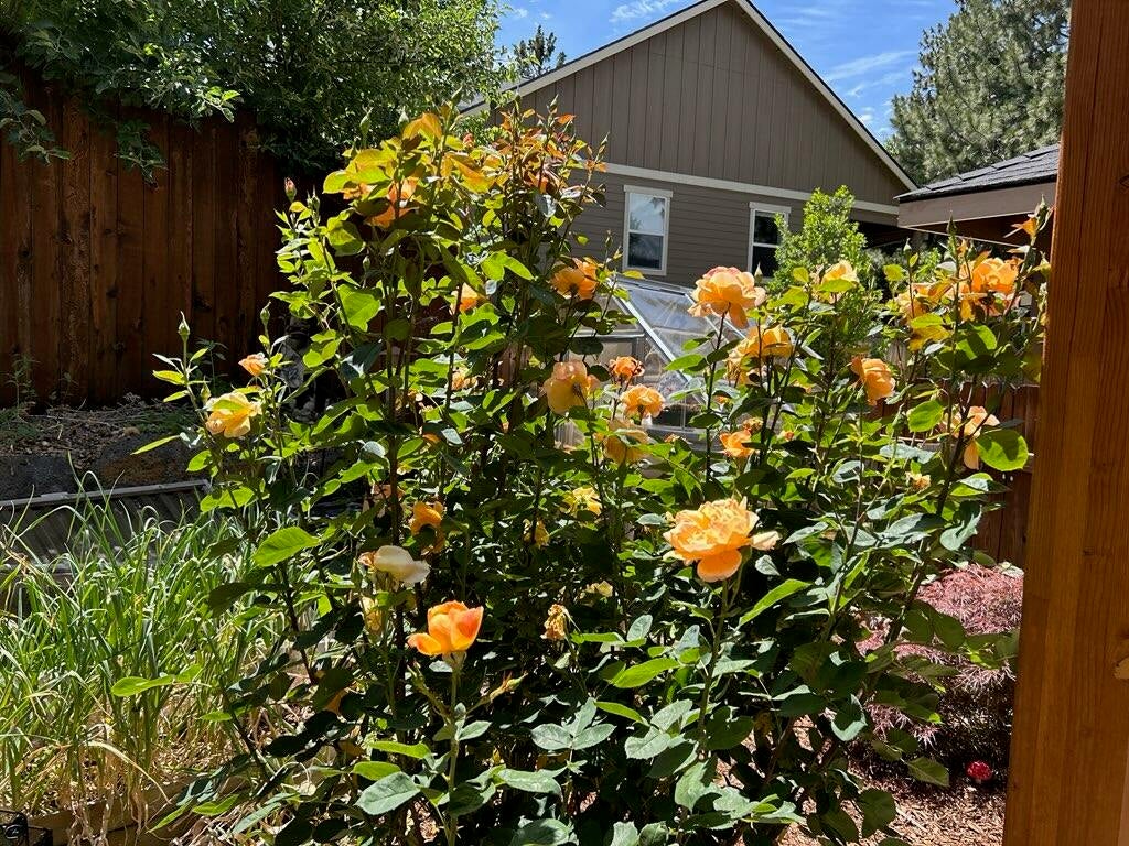 Stunning Rose Gardens
