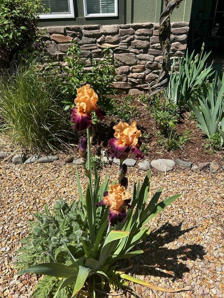 Perennial gardens.