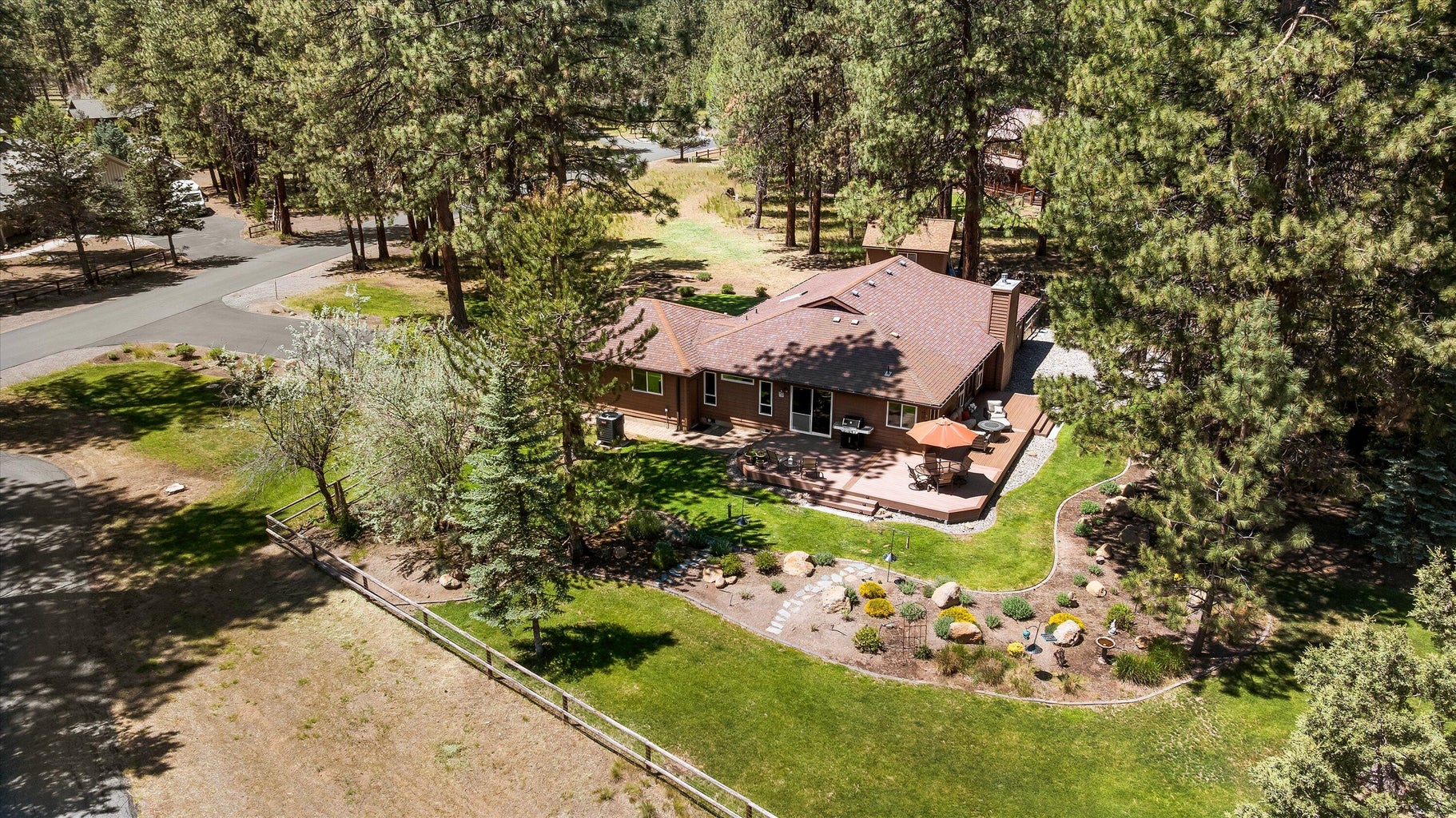 Ponderosa pines