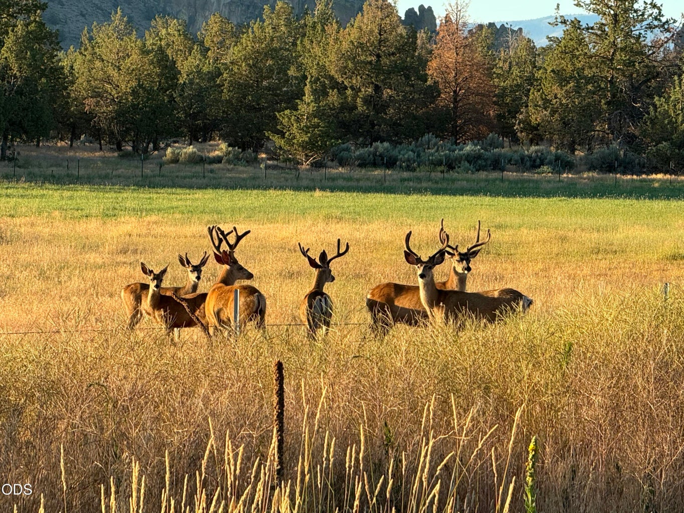 Ranch at the Canyons deer at dusk