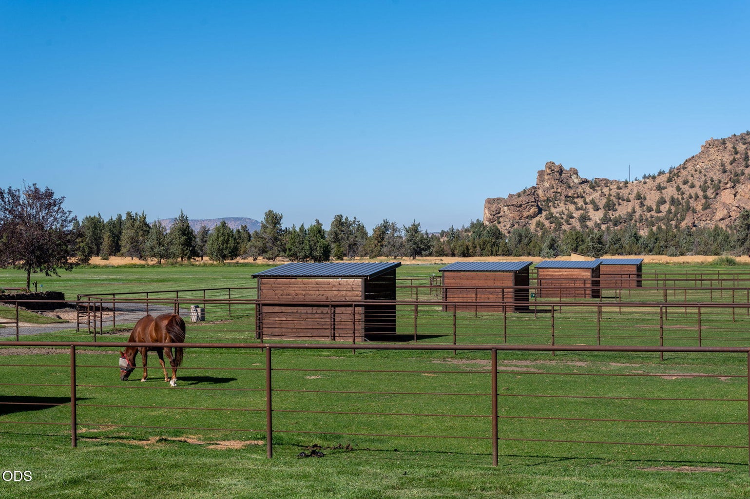 Horse pasture and run-in sheds