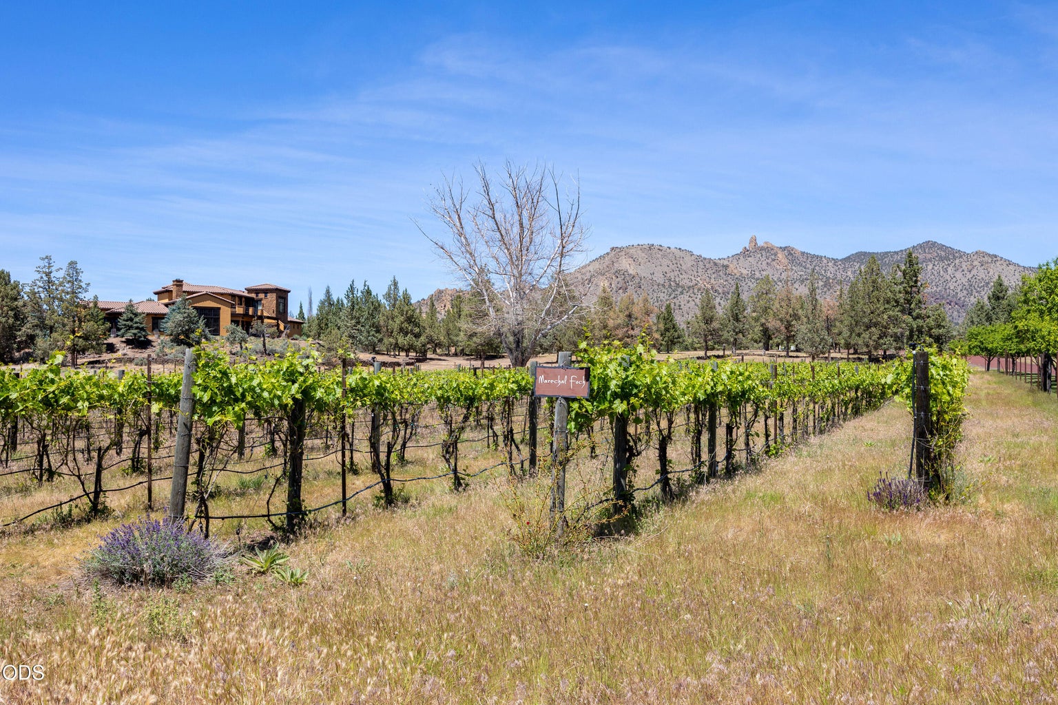 The Vineyards - Ranch at the Canyons