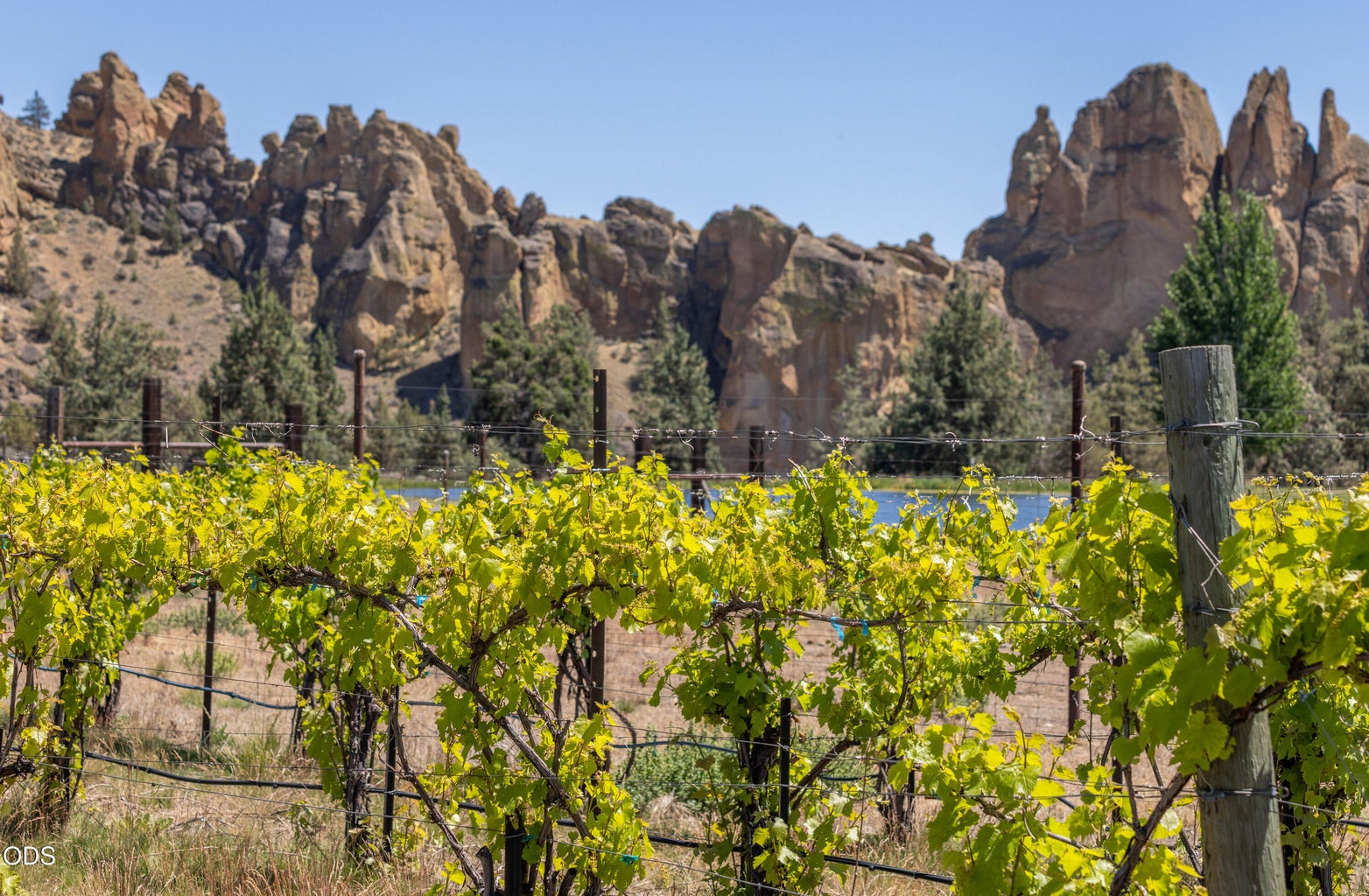 The Vineyards - Ranch at the Canyons
