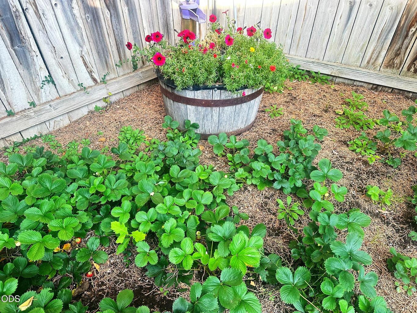 Strawberries here, along with raspberry bushes (not shown).