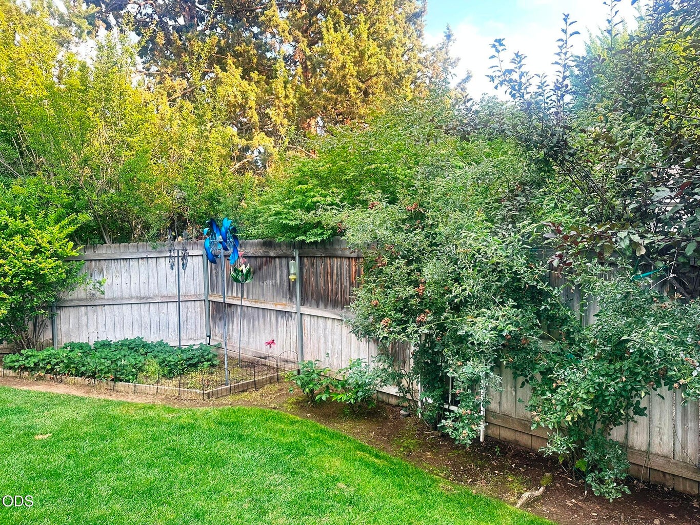 Many varieties of trees, even enjoying the neighboring trees which create privacy in this yard.