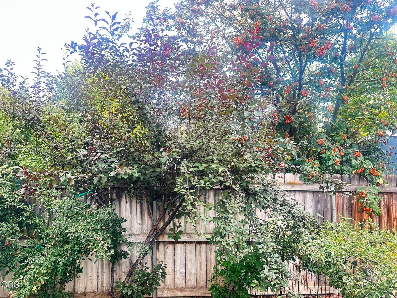 We missed the roses blooming here and in the front yard.