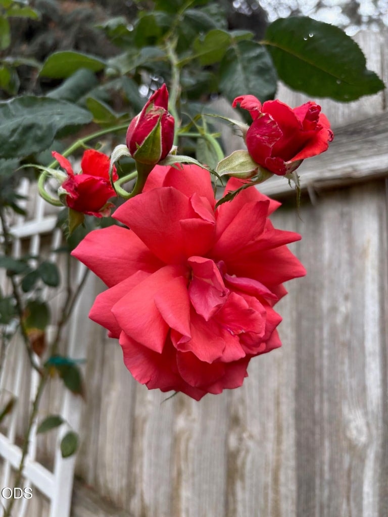 More of the lovely yard.