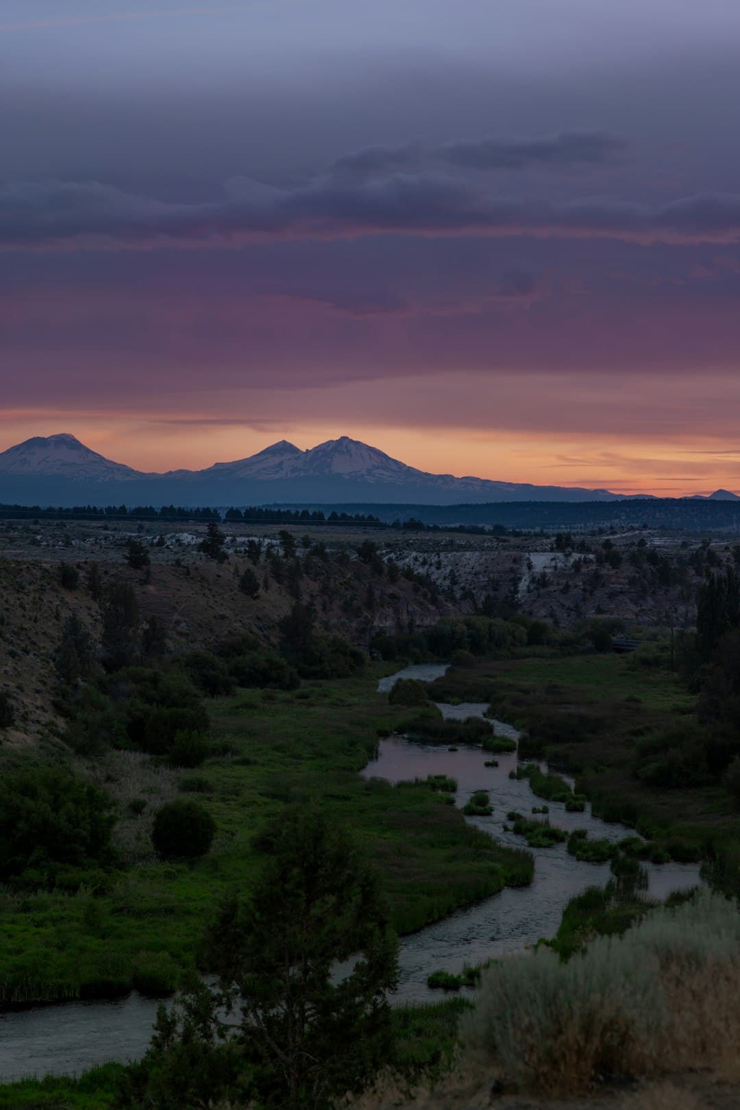 Yarrow in Madras, Oregon.